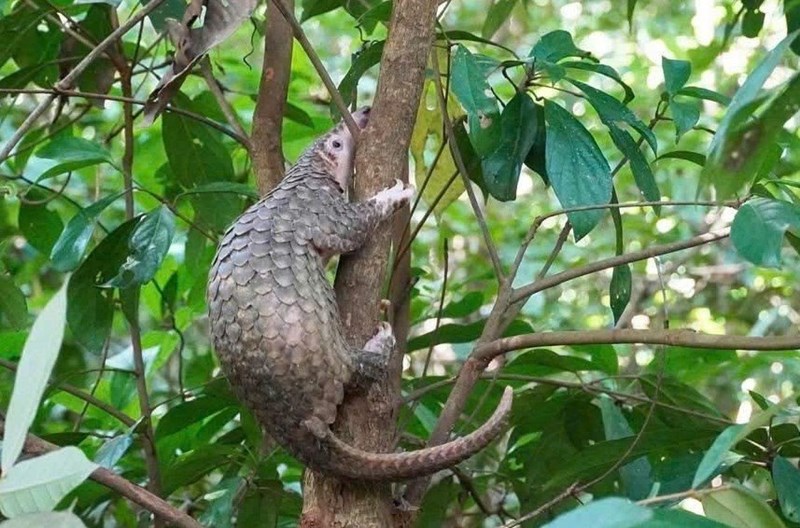 Tê tê Java