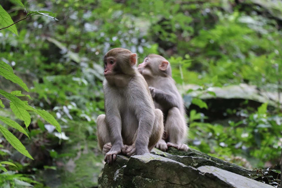 Khỉ vàng Việt nam